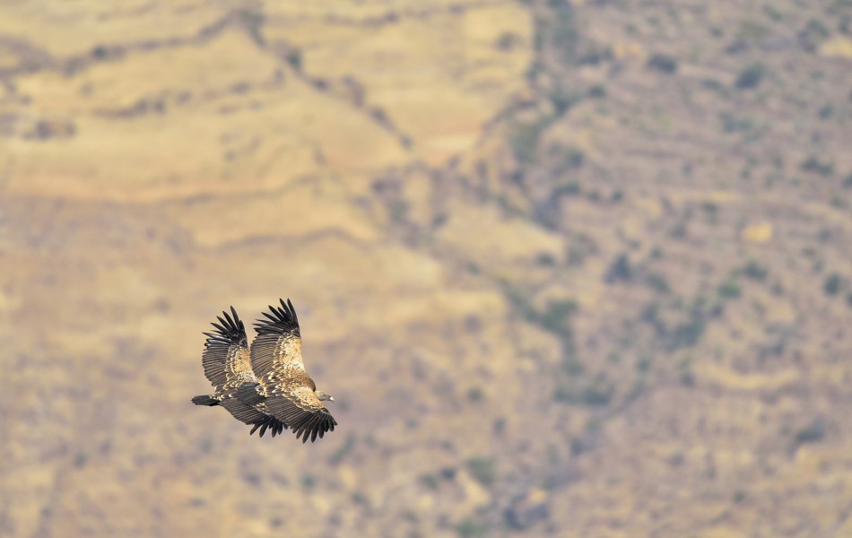 1301 Eth. Oiseaux vol 1464